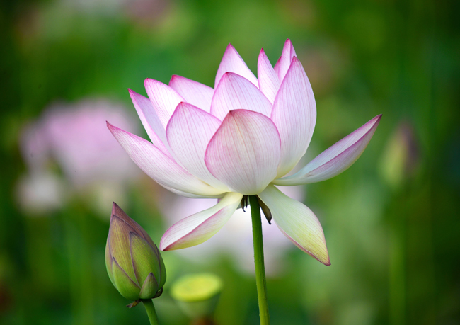 연꽃은...

향기는 멀수록 더욱 맑고
단아하고 깨끗히 서 있으니,
멀리서 바라볼 수는 있어도
함부로 가지고 놀 수는 없다.

사람도 이러하면 좋겠지요...

아래 연꽃은 약 700년 전 고려시대의 씨앗에서 꽃피운 아라홍연입니다.