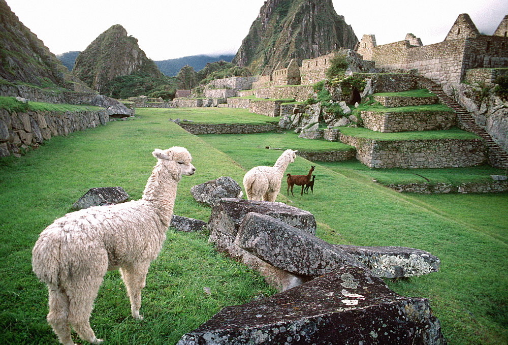 LuxuryPeru's tweet photo. 𝐂𝐚𝐧 𝐈 𝐬𝐦𝐨𝐤𝐞 𝐢𝐧 𝐌𝐚𝐜𝐡𝐮 𝐏𝐢𝐜𝐜𝐡𝐮? 

Sorry folks, Machu Picchu is a no-smoking zone! 🚭 Lighting up here is like puffing in a Cathedral - not cool. Respect the sacred vibes and save your smoking for elsewhere! #MachuPicchu #smokingmachupicchu https://t.co/iNISxQ5taX