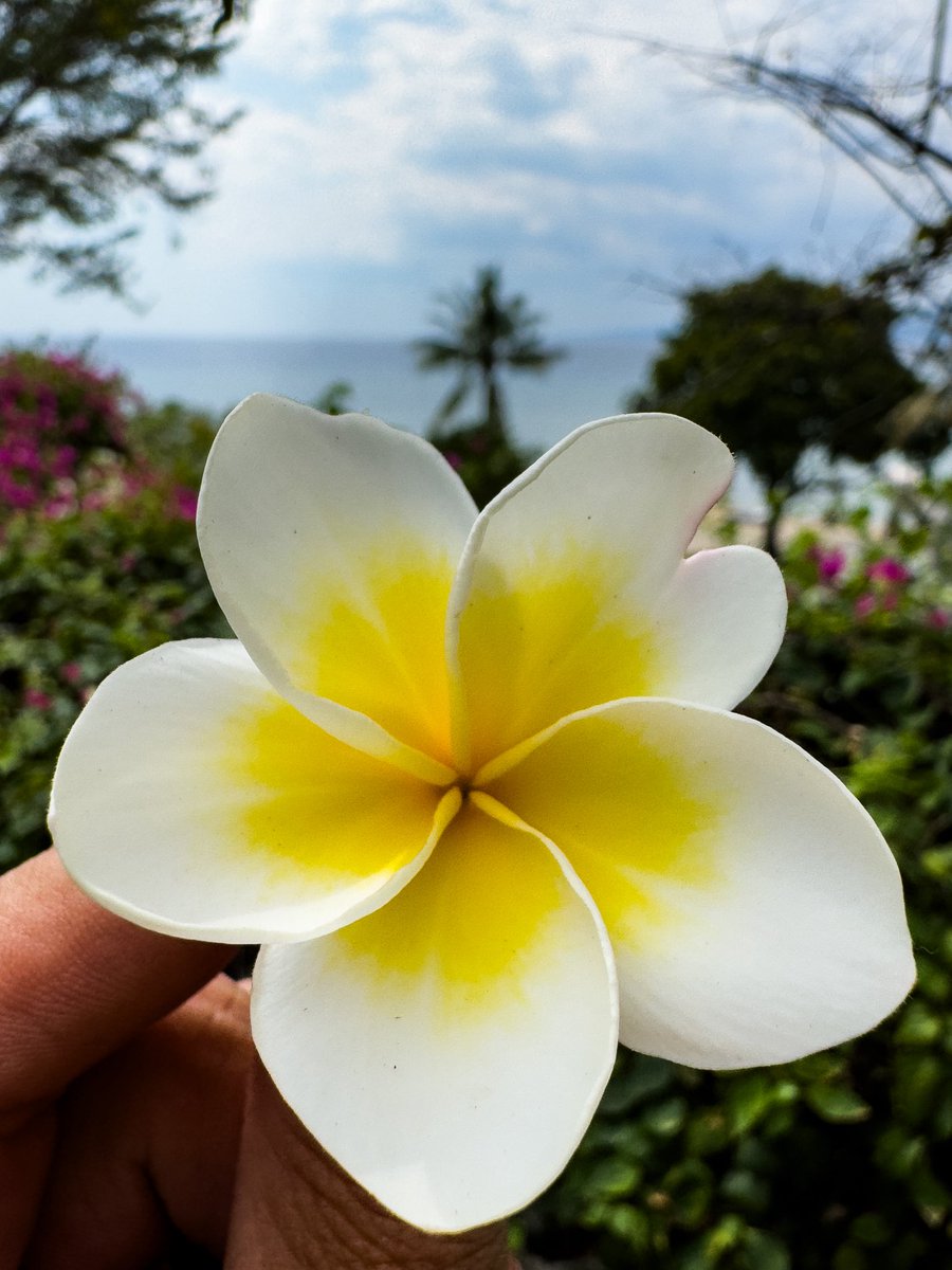Future_Camping's tweet image. the frangipani 💛