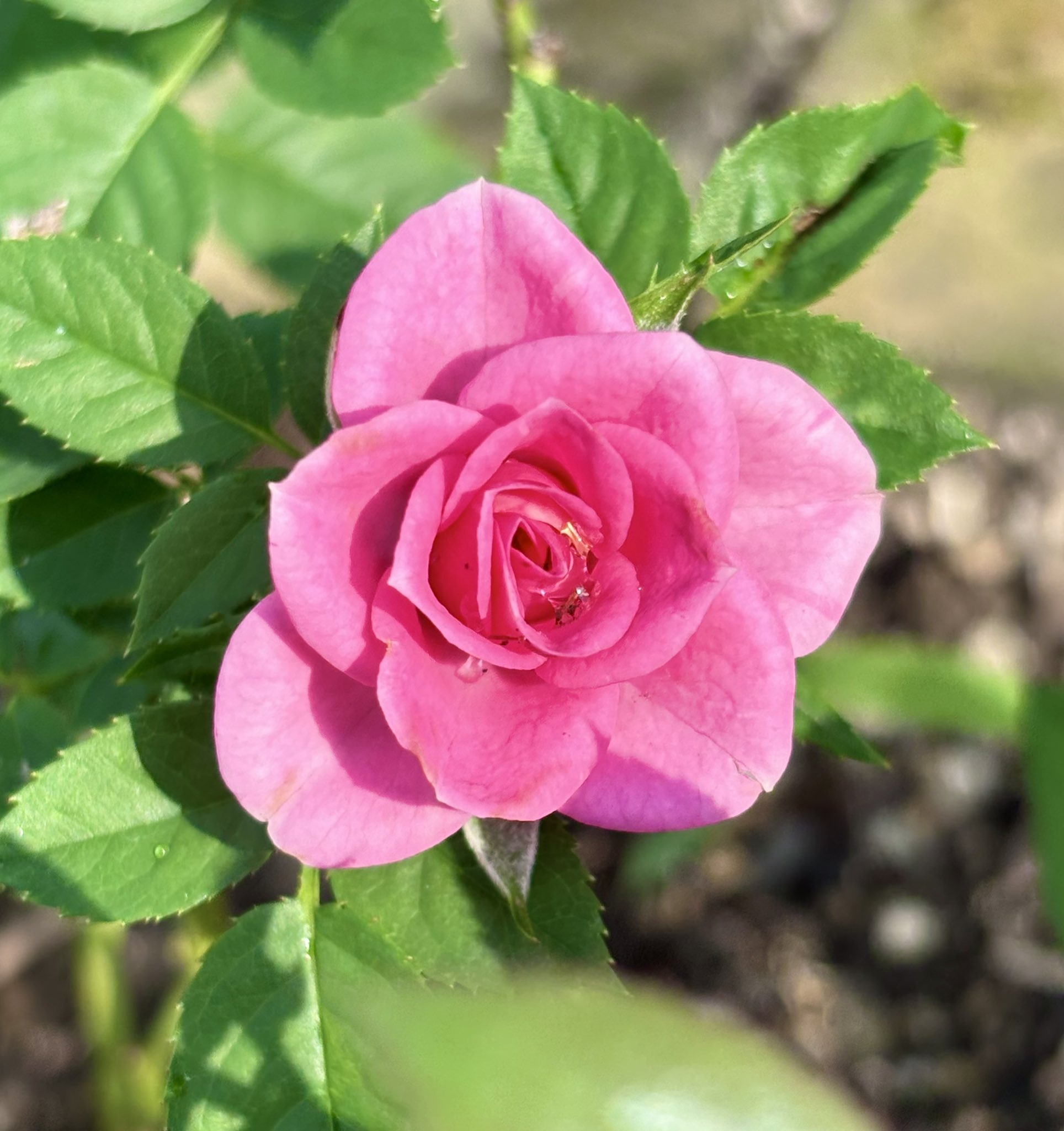 花花♡ページ　他の方購入不可 小太郎 on X: 