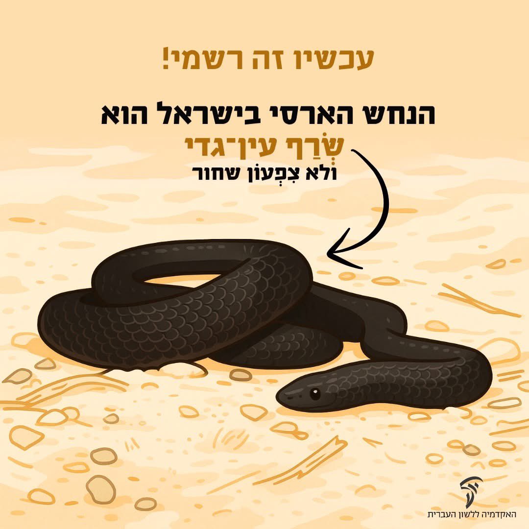 HebAcademy's tweet image. שימו לב: החלטה חדשה של האקדמיה! 📢
האקדמיה ללשון העברית שינתה את שמו של הנחש הארסי בישראל. לבקשת זואולוגים ואנשי רפואה אישרה מליאת האקדמיה לשנות את שמו של הנחש צִפְעוֹן שחור לשְׂרַף עין־גדי.
👈🏼 שְׂרַף עין־גדי הוא נחש פעיל לילה, והוא הארסי בנחשי ארצנו. הכּשה שלו מחייבת פינוי…