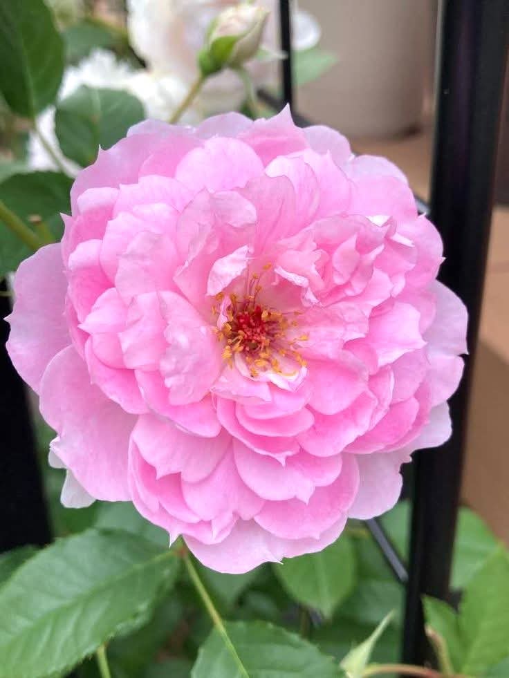 74ceff6b903445b's tweet image. Hello dear friends 🙏😄 
Have a beautiful Tuesday 🌸