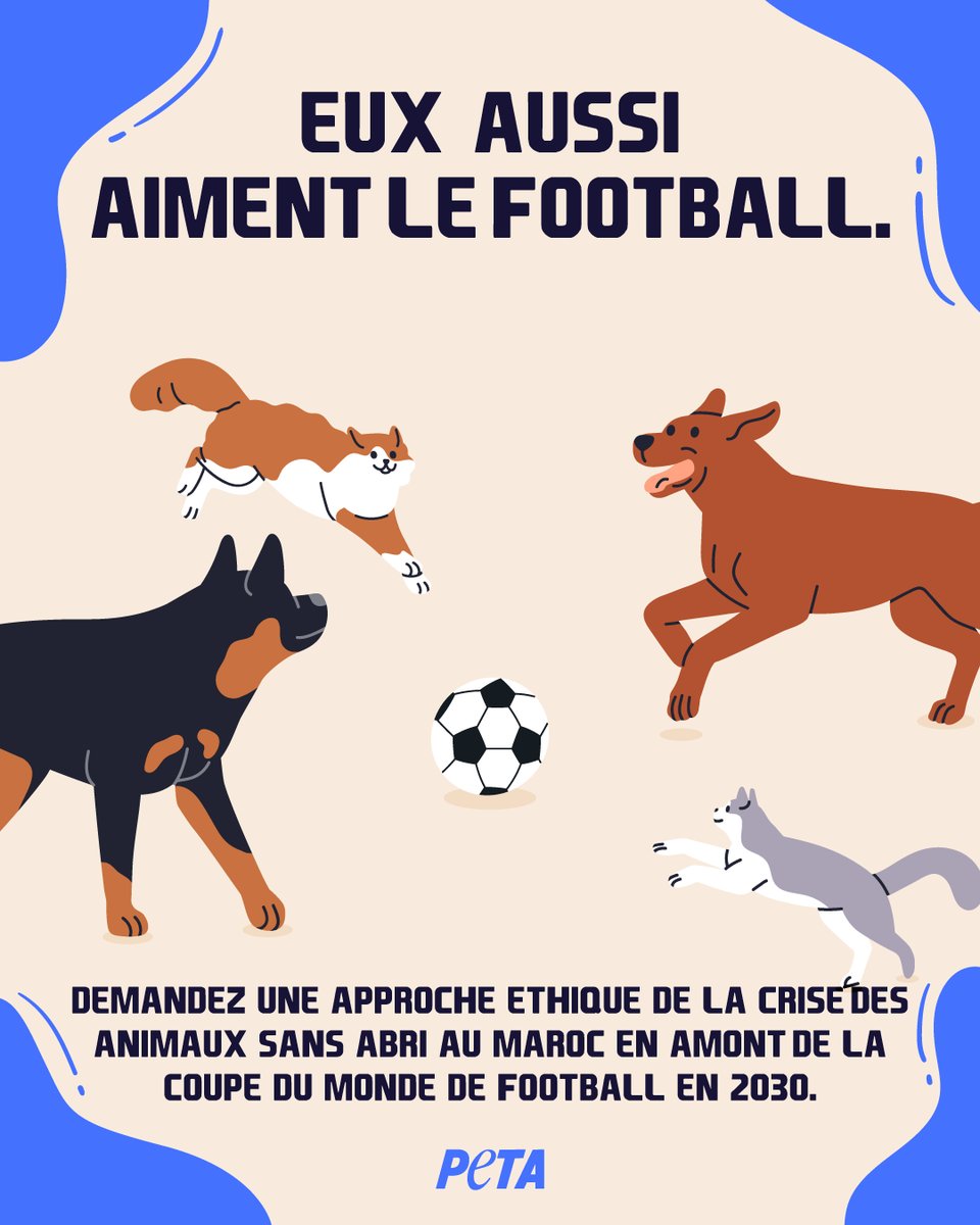 Alors que le Maroc se prépare à accueillir la Coupe du monde de football 2030, des chats et des chiens sans abri sont abattus dans les rues et laissés à l'abandon dans des cages. 

🚨 Demandez à la <a href="/fifaworldcup_fr/">Coupe du Monde de la FIFA 🏆</a> d'agir et de mettre fin à ce massacre : petafr.vg/31x
