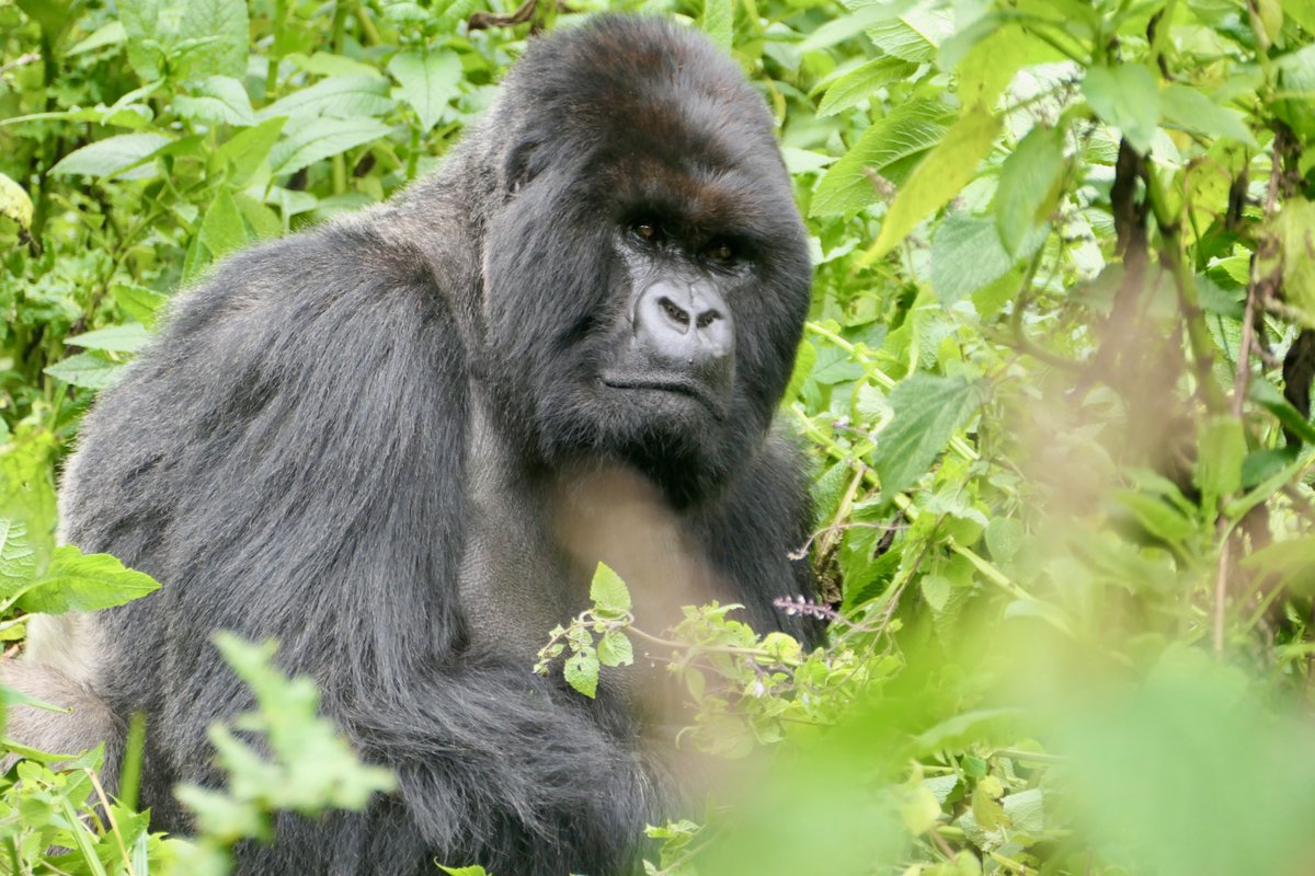 Dian Fossey Gorilla Fund (@savinggorillas) on Twitter photo Lone silverbacks serve an important role in the gorilla population! Seeing them in the forest gives us a better idea of overall gorilla dynamics: they can strongly influence the movements of nearby groups. ๐ฆ 
24-year-old lone silverback Urugwiro, who has been alone since 2020, Lone silverbacks serve an important role in the gorilla population! Seeing them in the forest gives us a better idea of overall gorilla dynamics: they can strongly influence the movements of nearby groups. ๐ฆ 
24-year-old lone silverback Urugwiro, who has been alone since 2020,