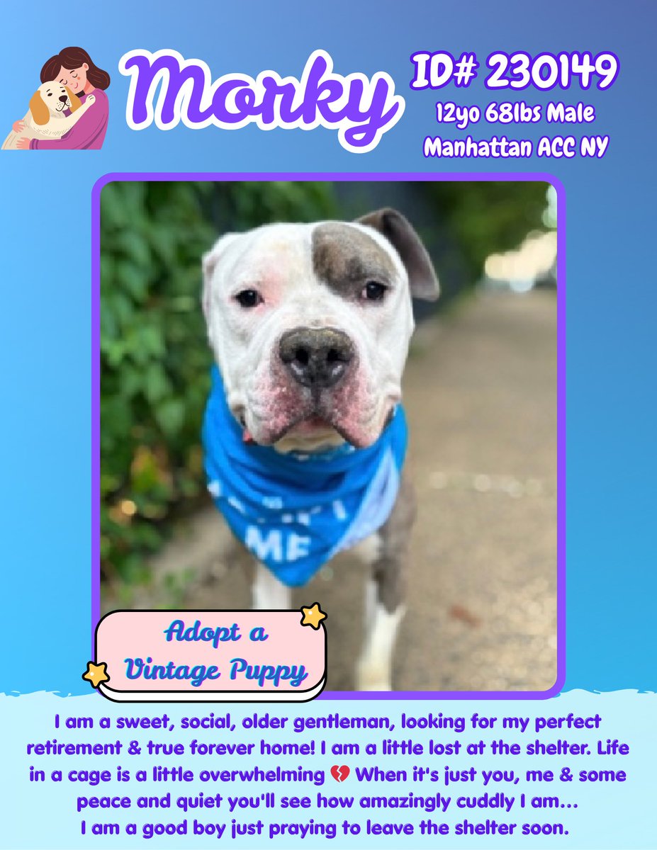 #rehomehour
🤩 GlowUp for 12yo 🐶 MORKY 💜 
#Adopt a Vintage #Puppy in #NY!
Apply nycacc.app/browse/230149
📝 Please share! We don’t want to lose a vulnerable senior at the shelter! Can someone get this good gentleman to safety? 🙏🏽