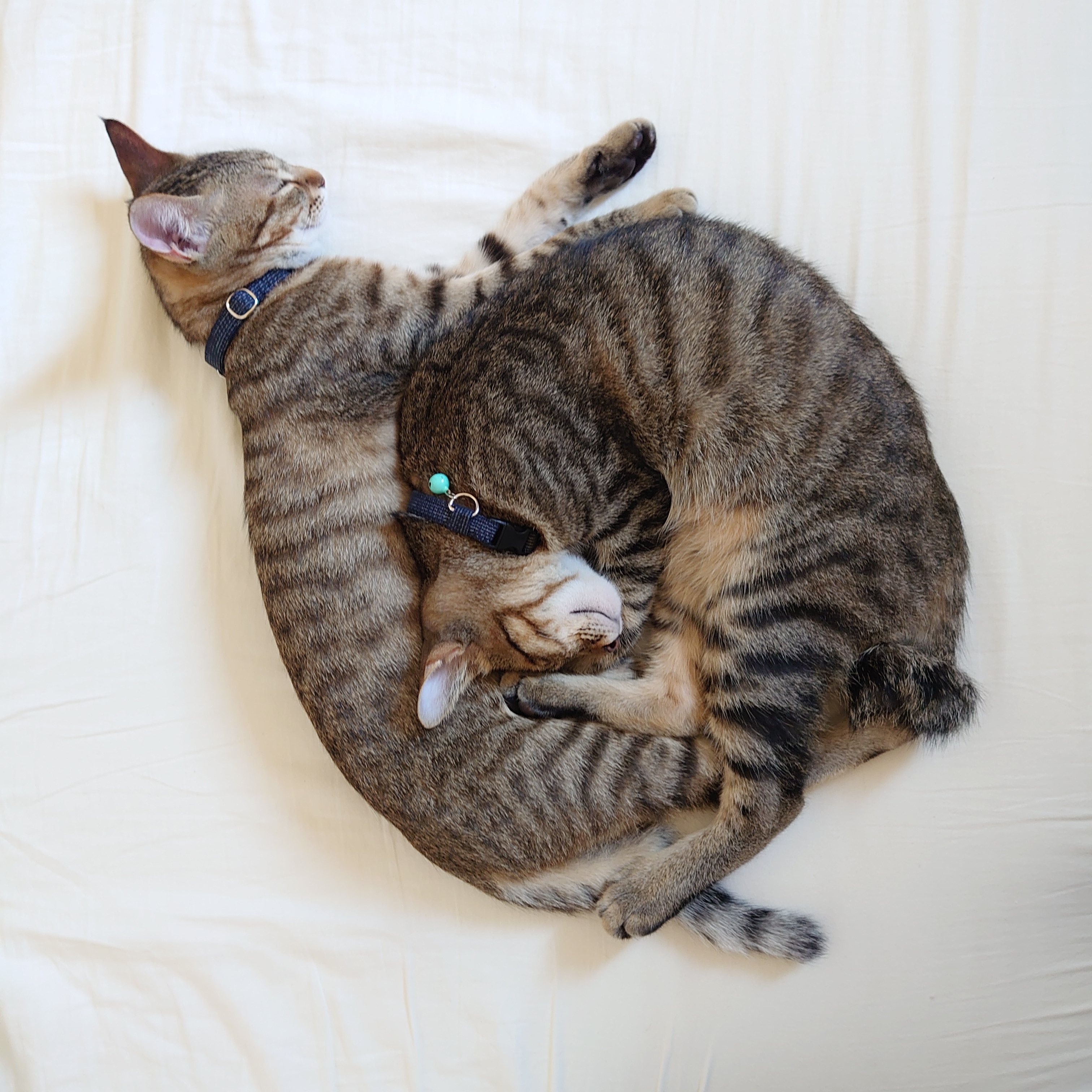 ねこ 🐈‍⬛櫻🐕‍🦺🐾 on X: 