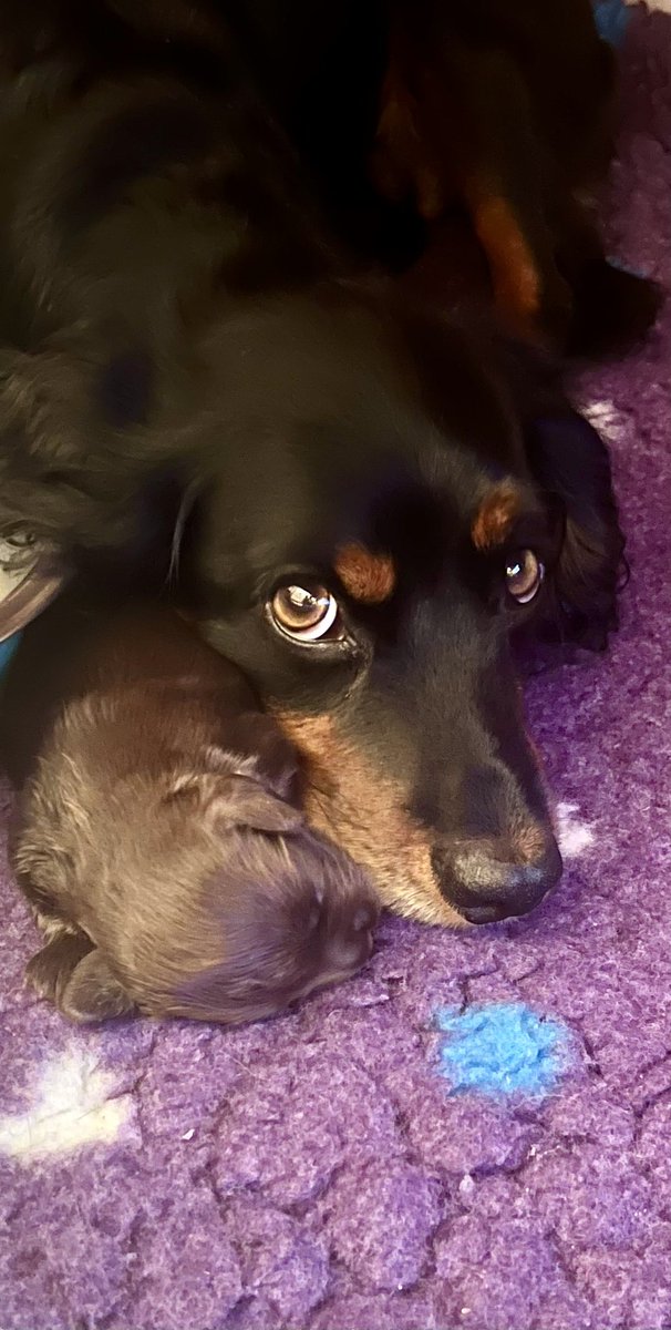 My new puppy.  Willow is a great mum.  Still no name any suggestions please.   I like Mocha and Buddha.  🐾🐾❤️ what’s your thoughts?