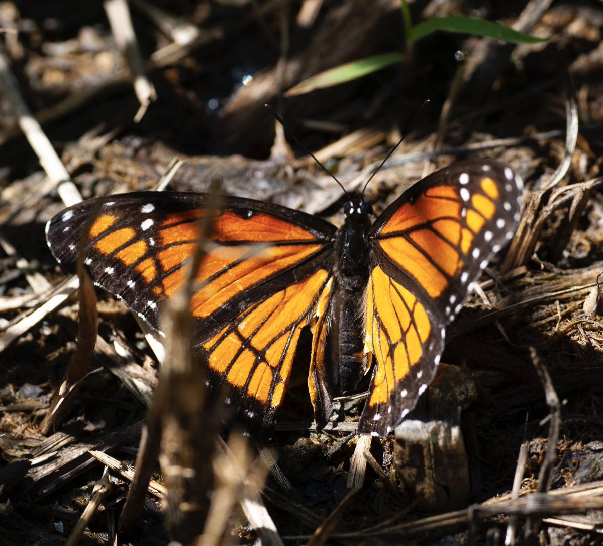 Chasing a Viceroy across the prairie &amp; then trying to find it as it hides under the prairie grasses. #Butterflies #pollinators #wandering #northdakota #prairie