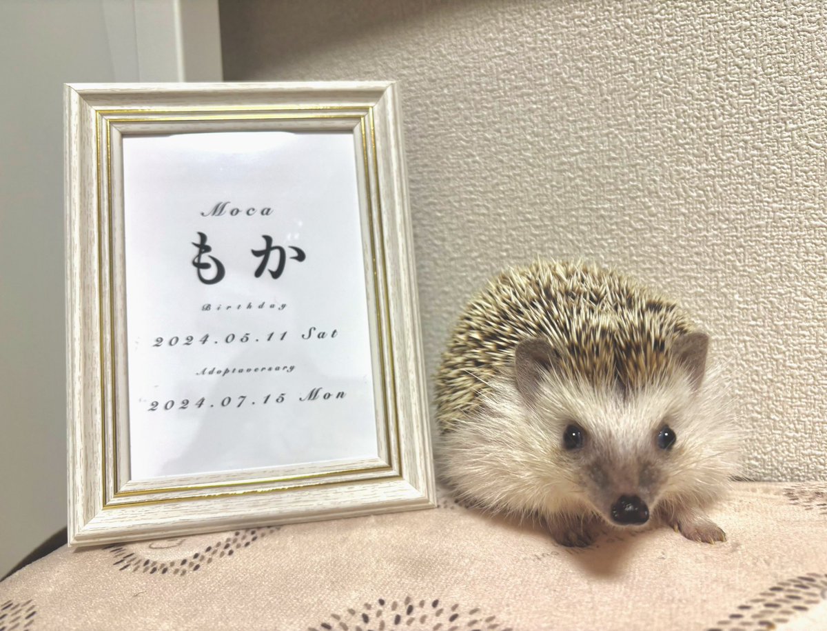 hari__moka's tweet image. 今日はもかくんが家族になった日!!
これからも元気に健康で過ごせるようサポート頑張るね☺️
もかくん大好き🫶
家族になってくれてありがとう