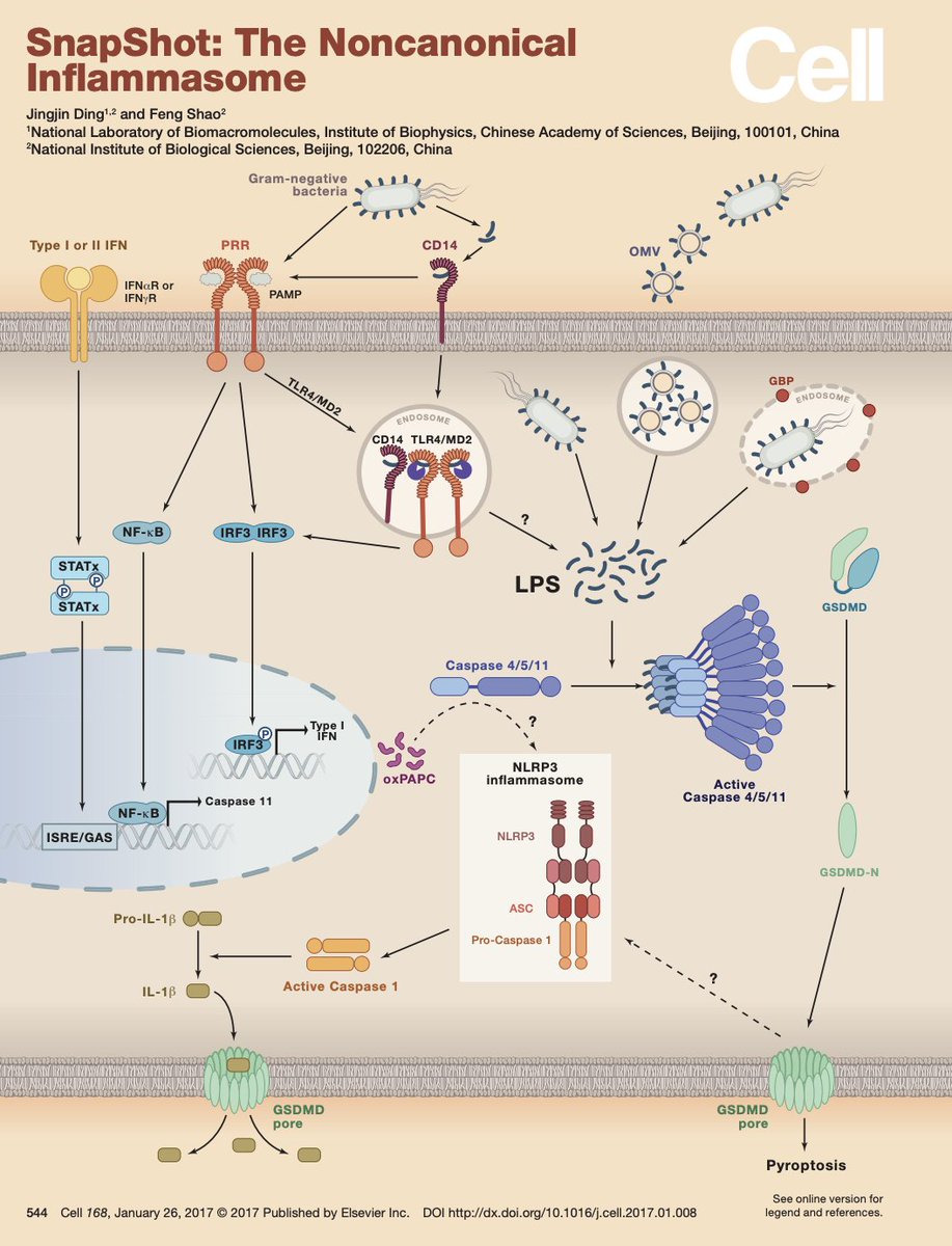 slavov_n's tweet image. The noncanonical inflammasome provides a specialized and direct pathway for host cells to detect intracellular bacterial invasion and initiate a rapid, lytic cell death response to eliminate infected cells.