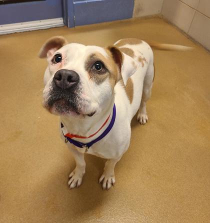 🐶HAPPENING SOON: Learn all about Dot in our Pet of the Week segment on <a href="/CBS58/">CBS 58 News</a>!

She's available for adoption at <a href="/WiscHumane/">Wisconsin Humane Society</a> #Milwaukee campus!