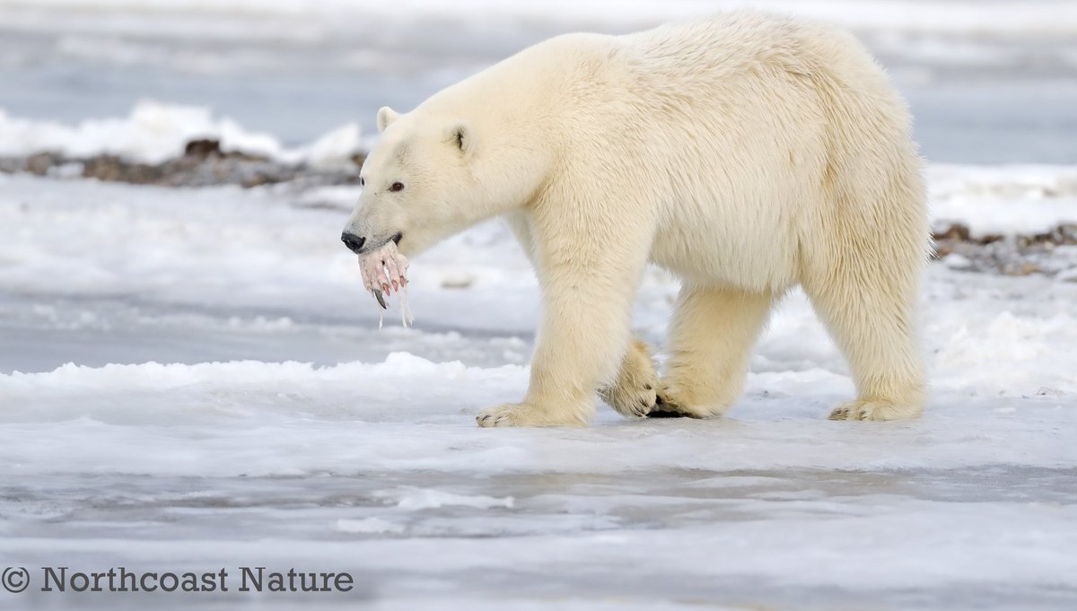 Ursus Maritimus. Kaktovic, Arctic Alaska. <a href="/JakkiMoores/">Jakki Moores 📸</a> <a href="/mcaleese_anne/">YpamAnnie</a> <a href="/CanonUKandIE/">Canon UK and Ireland</a> <a href="/barrabest/">Barra Best</a> <a href="/frances_black/">Frances Black</a> <a href="/EddieMc1981/">Edward McGuigan</a> <a href="/VeighDermot/">dermot Mc Veigh</a> <a href="/davidquinneymee/">David Quinney Mee (he/him)💙</a>