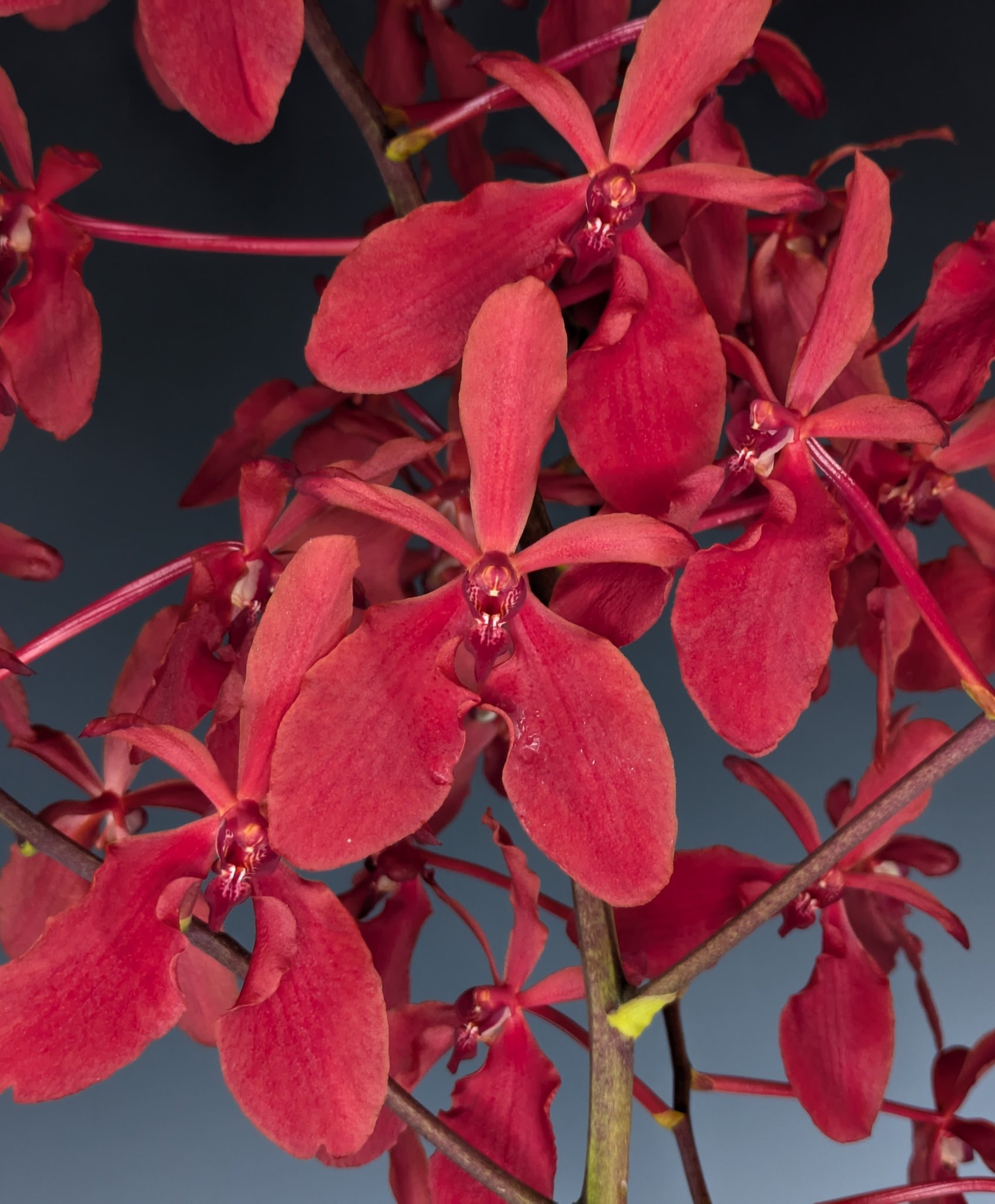 赤い蘭の花　水彩画　レランセナ 赤い蘭の花 水彩画 レランセナ 170 件の「蘭のイラスト」や「蘭