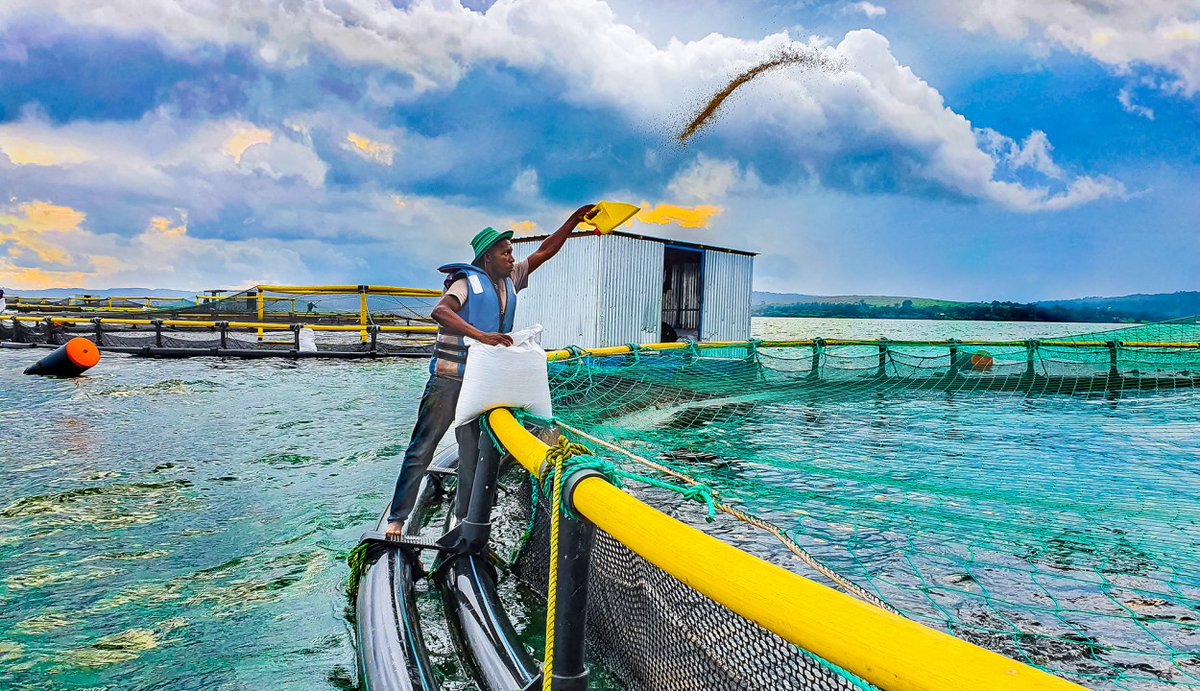 NLinUganda's tweet image. @NLinUganda is initiating & funding a project within its Private Sector Development portfolio, aimed at the inclusive development of Ugandaโs aquaculture sector. We invite interested organizations to submit project proposals for its implementation.
Info: shorturl.at/u6iPM