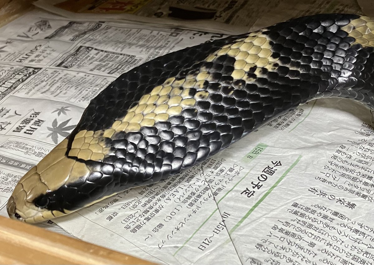 GtYb1nWNyK1W1m5's tweet image. 昨日初めてガップリ咬まれた
箇所は右肘
餌咬みではなく、一瞬で離してくれたので症状は特に出なかった
久しぶりに焦った、革手してても油断禁物です