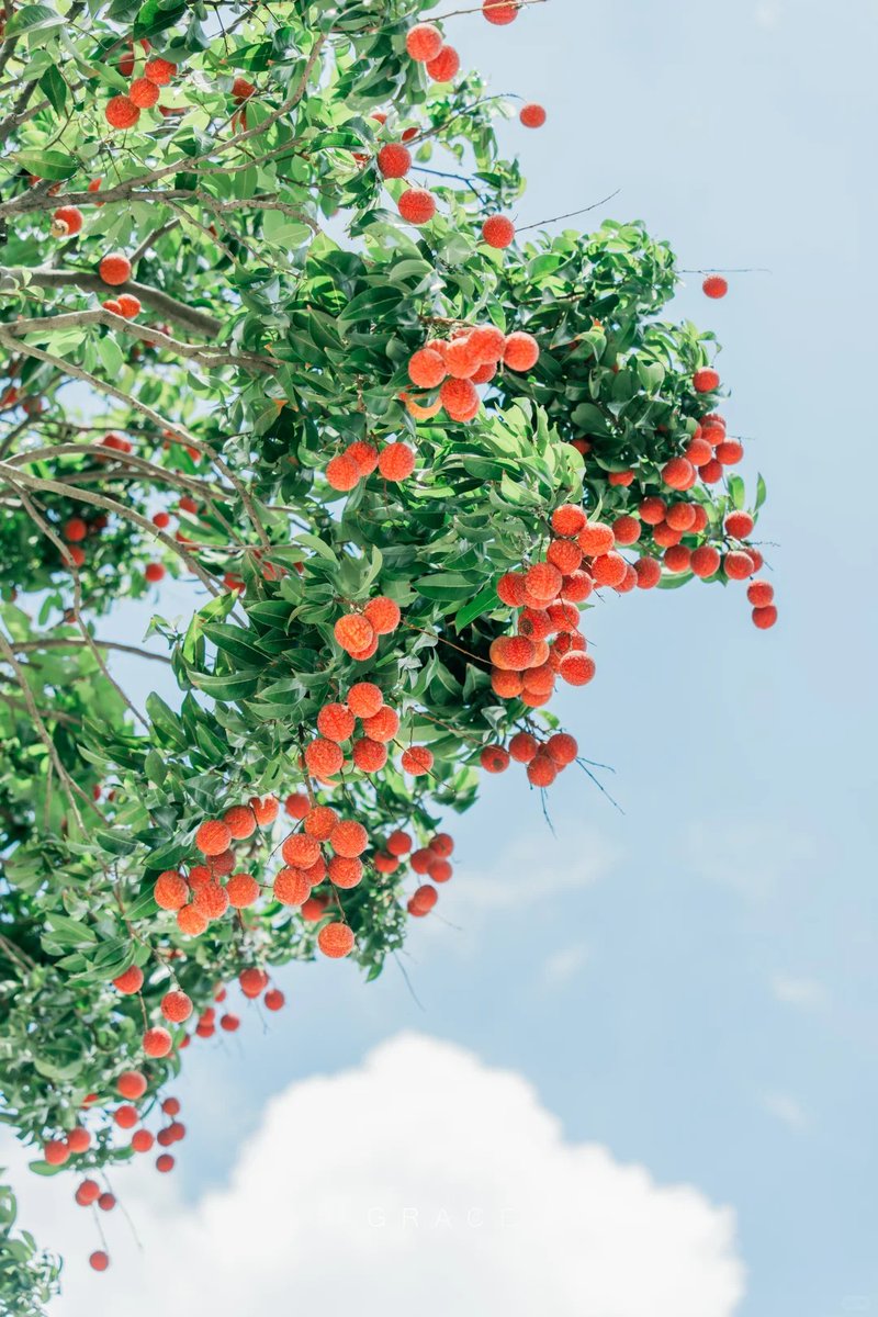 Guangzhou_City's tweet image. A lychee-flavored summer is waiting for you in #Guangzhou! 🍒☀️
#SummerFruit #lychee #Litchi #TasteGuangzhou
📷 Grace的取景器