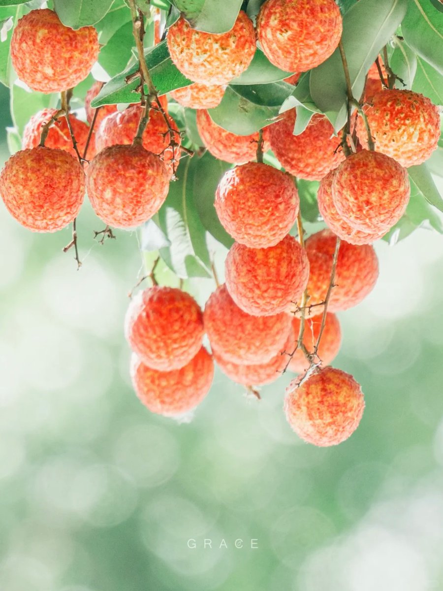 A lychee-flavored summer is waiting for you in #Guangzhou! 🍒☀️
#SummerFruit #lychee #Litchi #TasteGuangzhou
📷 Grace的取景器