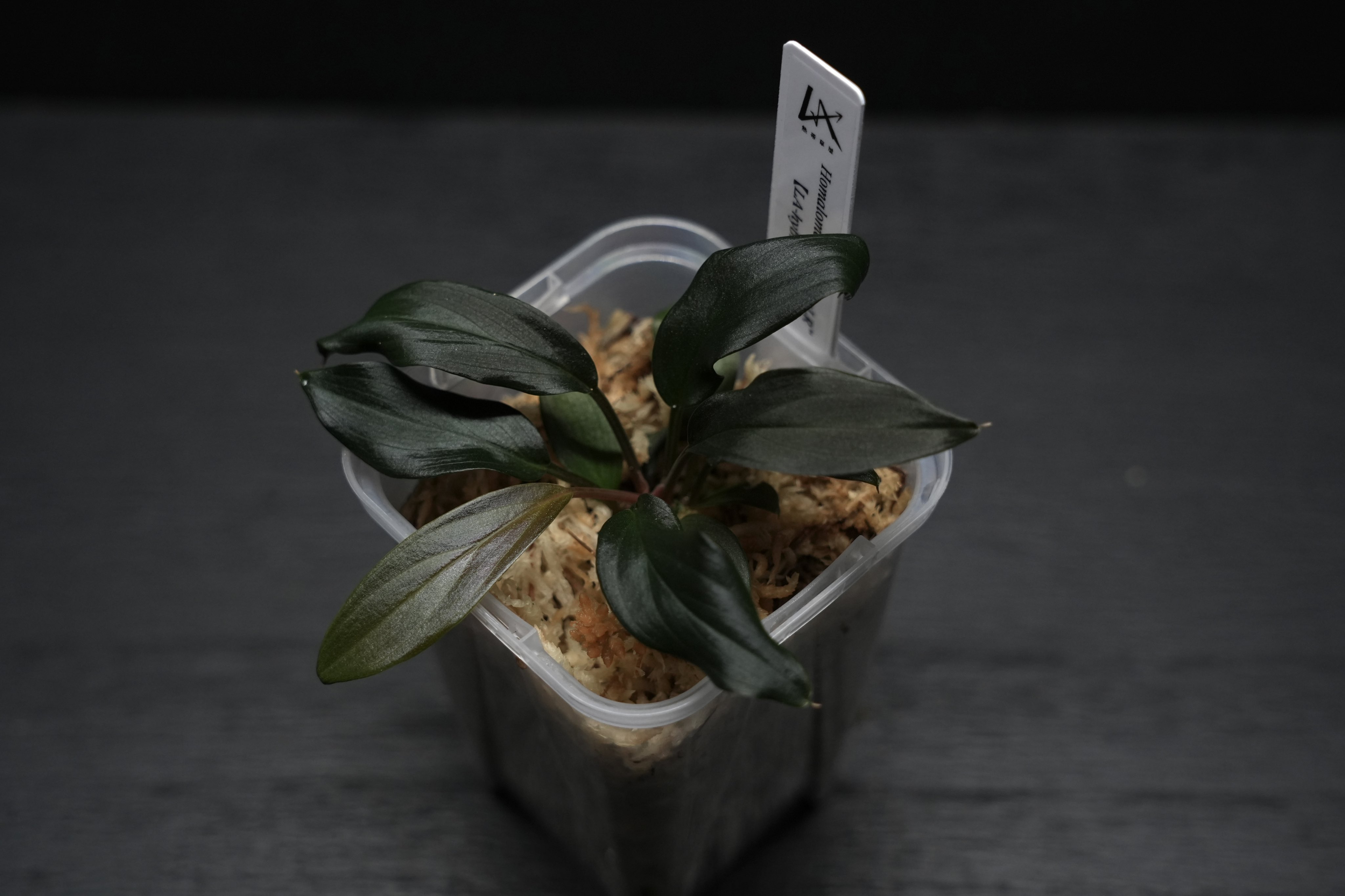 maru🌱 (@maru_plants) / X