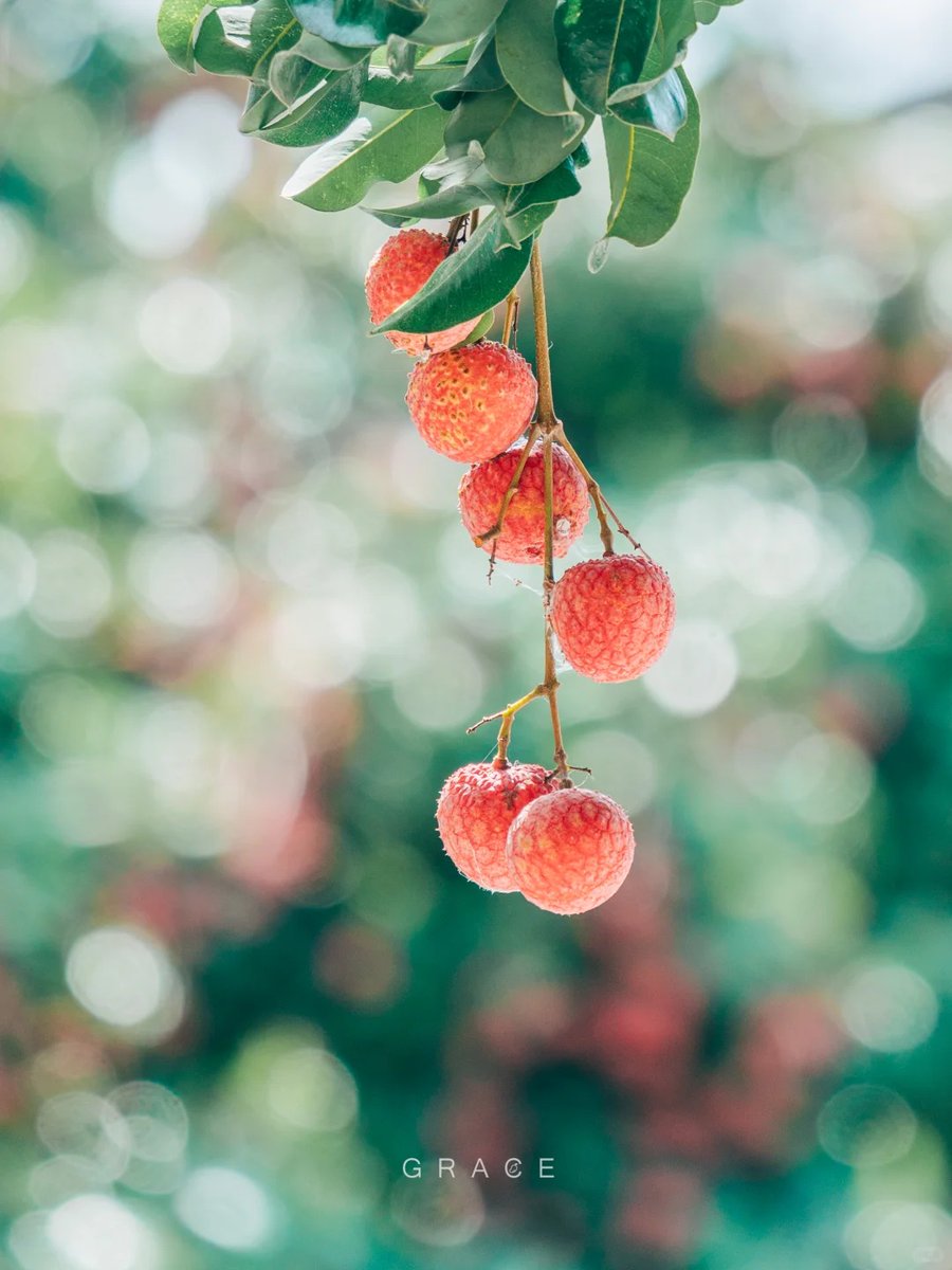 Guangzhou_City's tweet image. A lychee-flavored summer is waiting for you in #Guangzhou! 🍒☀️
#SummerFruit #lychee #Litchi #TasteGuangzhou
📷 Grace的取景器