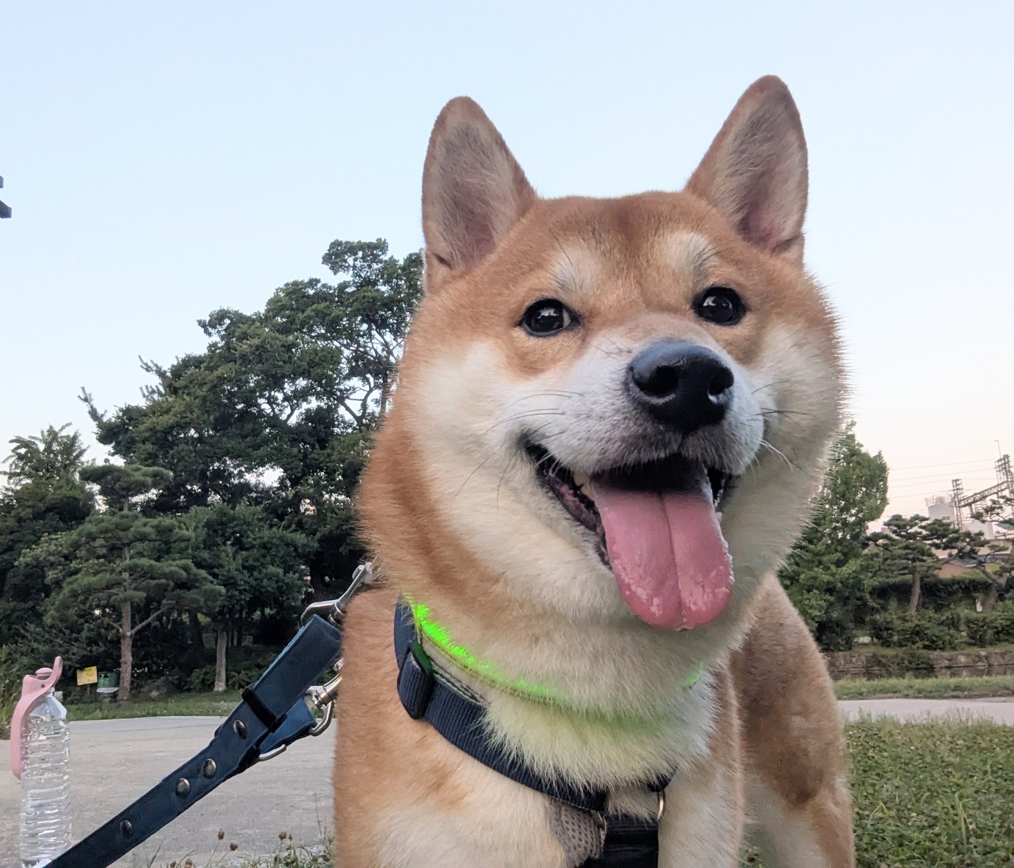 柴犬が好き 柴犬りく on X: 