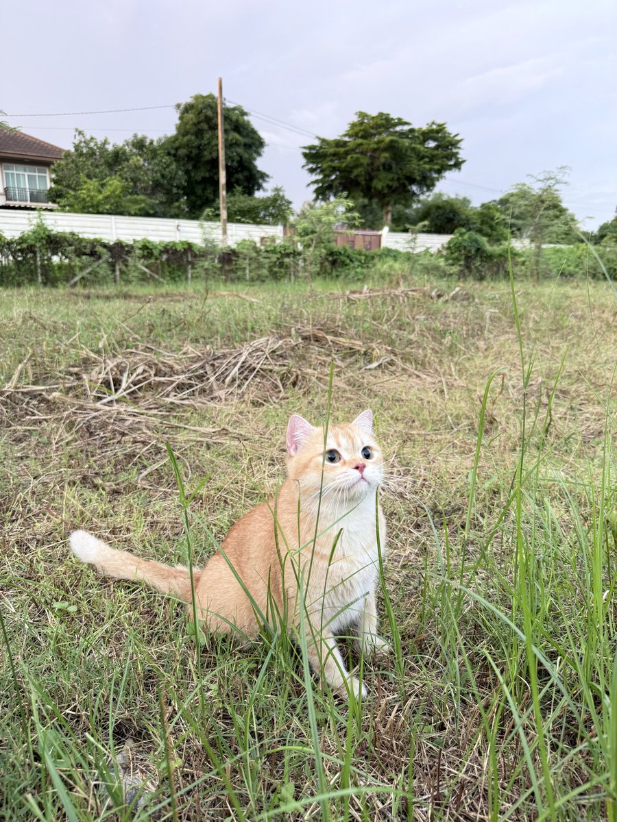 realpb61's tweet photo. กิมหญ้าด้วยกันไหมครับ https://t.co/SihiAK93HN