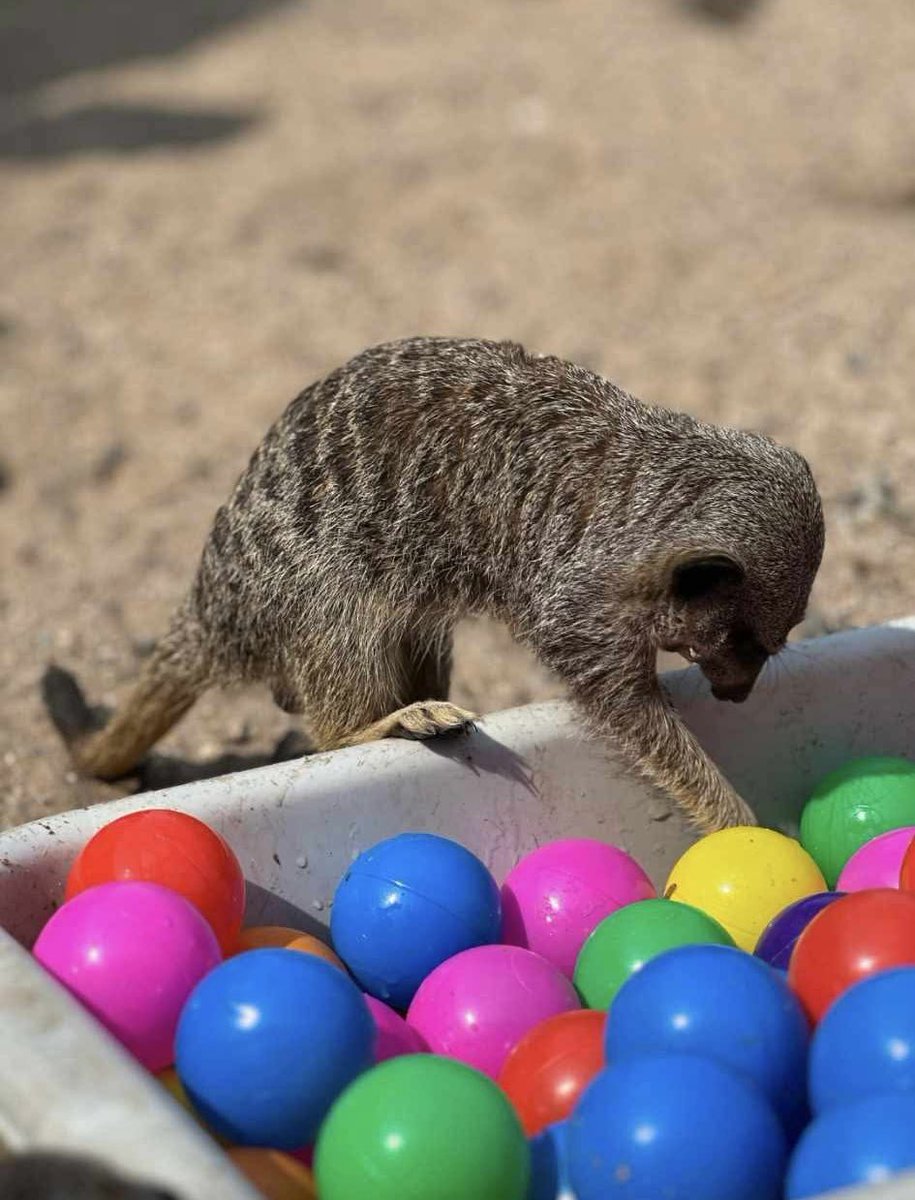 Sun’s out, fun’s out! ☀️

Our meerkats are having a ball soaking up the sunshine and diving into their colourful pit of fun!

Who knew enrichment could be this adorable? 🐾

#meerkatfun #zooquarium #sealifeadventure #animalenrichment