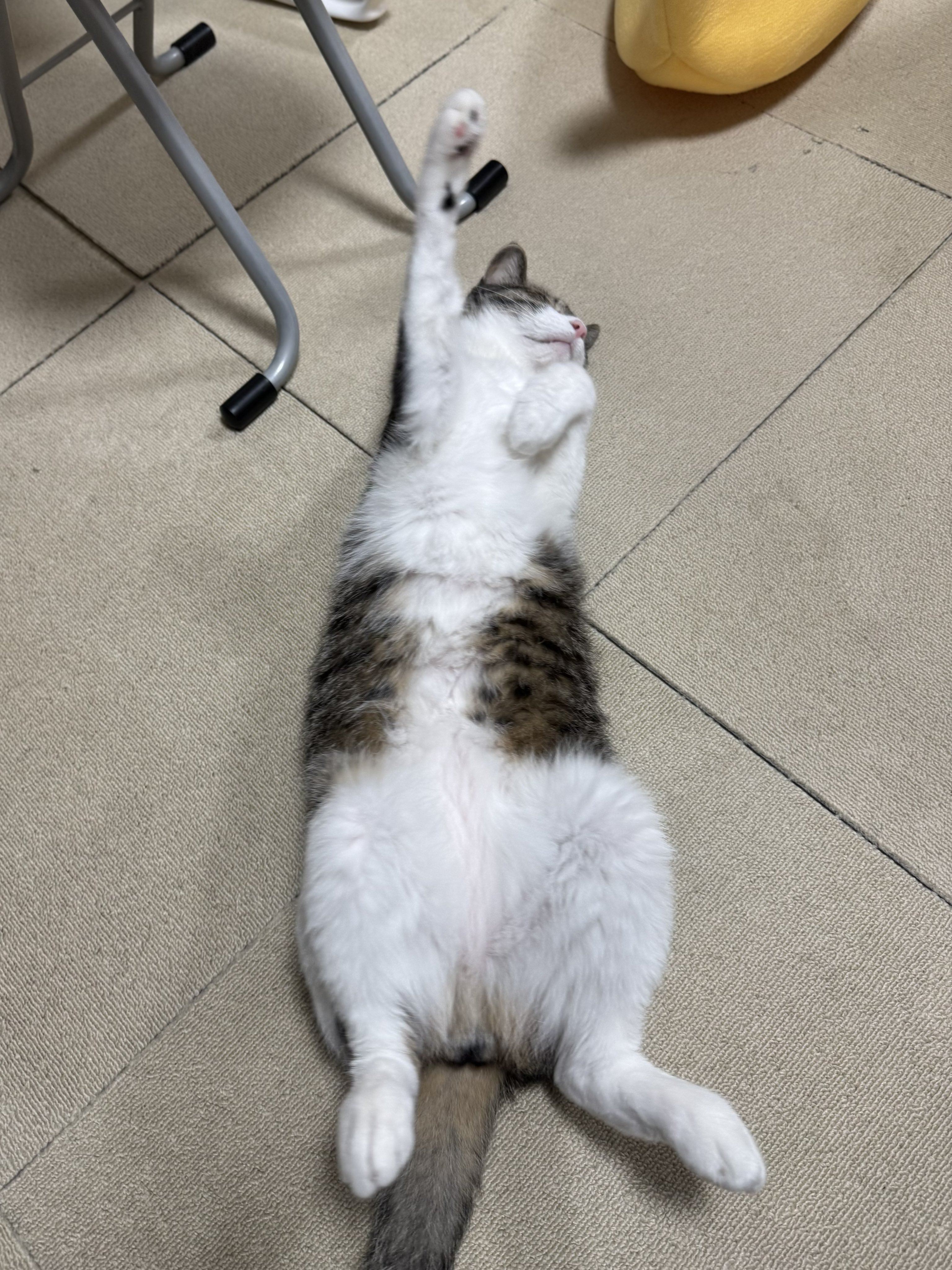 ぎんねこページ ぎんのねこ (@ginnonekoch) / X