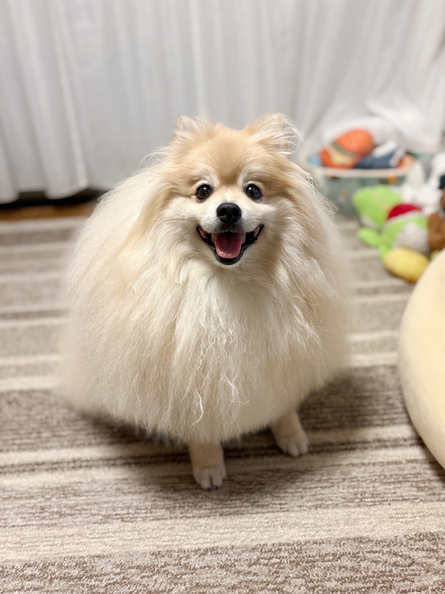 ♡ポメちゃんオーダーページ✨
