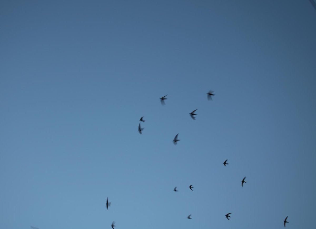 BirdwatchMeath's tweet image. Thanks to everyone who made it out to our walk in Trim at the weekend. Loman Steet again the main focus of the walk where most of Trims Swift live.