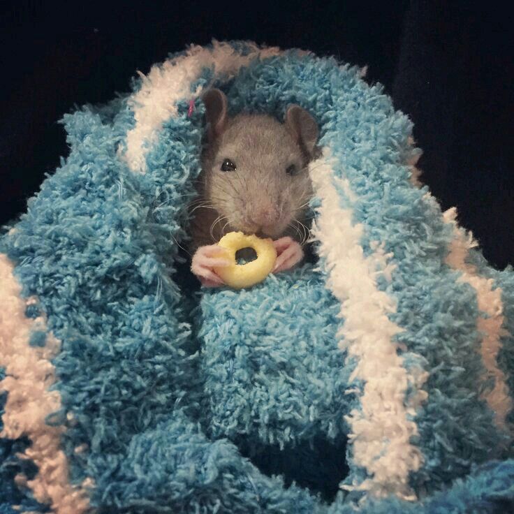 venuslovesrats's tweet photo. eating cheerio... in blankie... flourishing https://t.co/SIeVRrz4Wg
