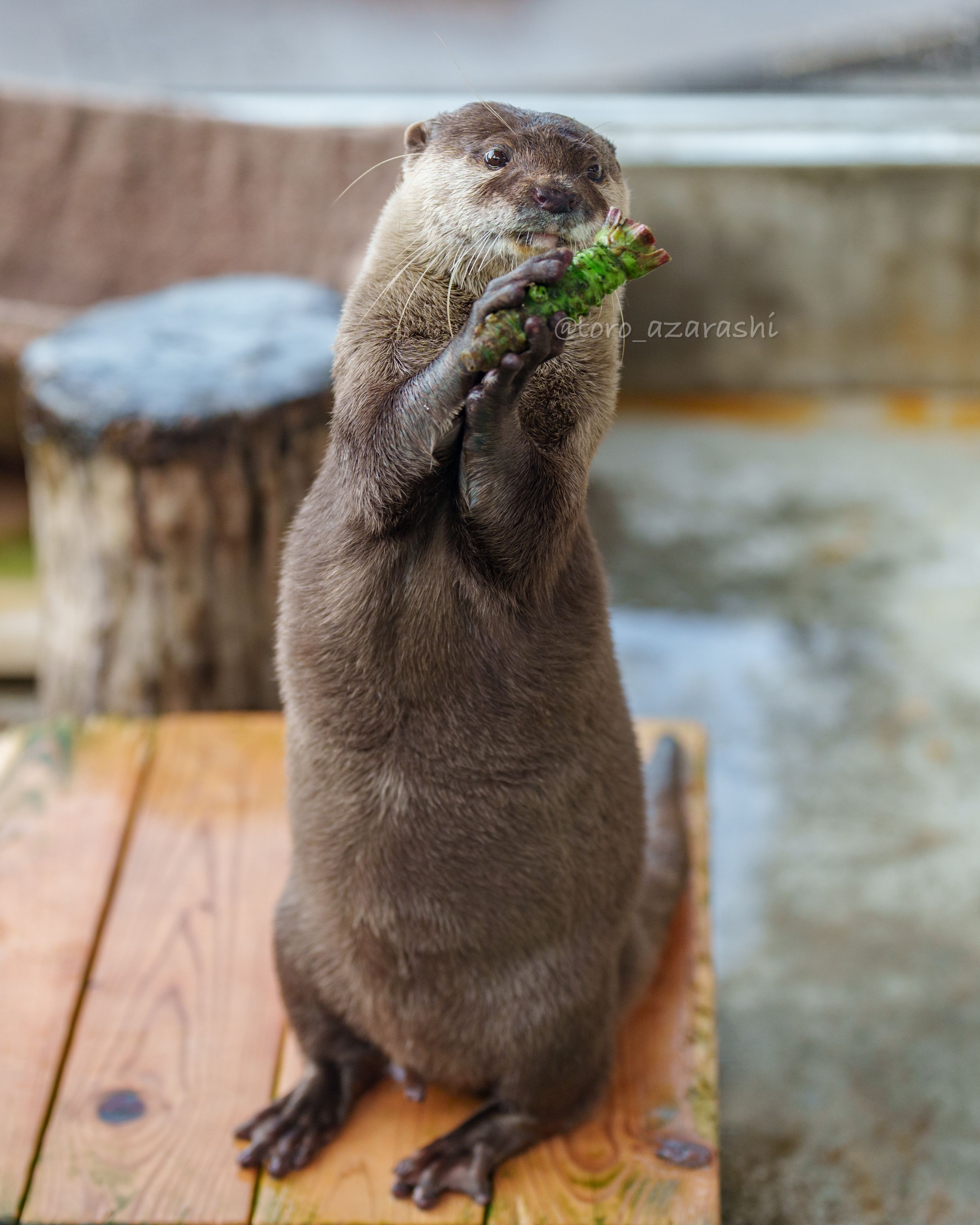 カワウソ梅 コツメカワウソ - プラネット ズー