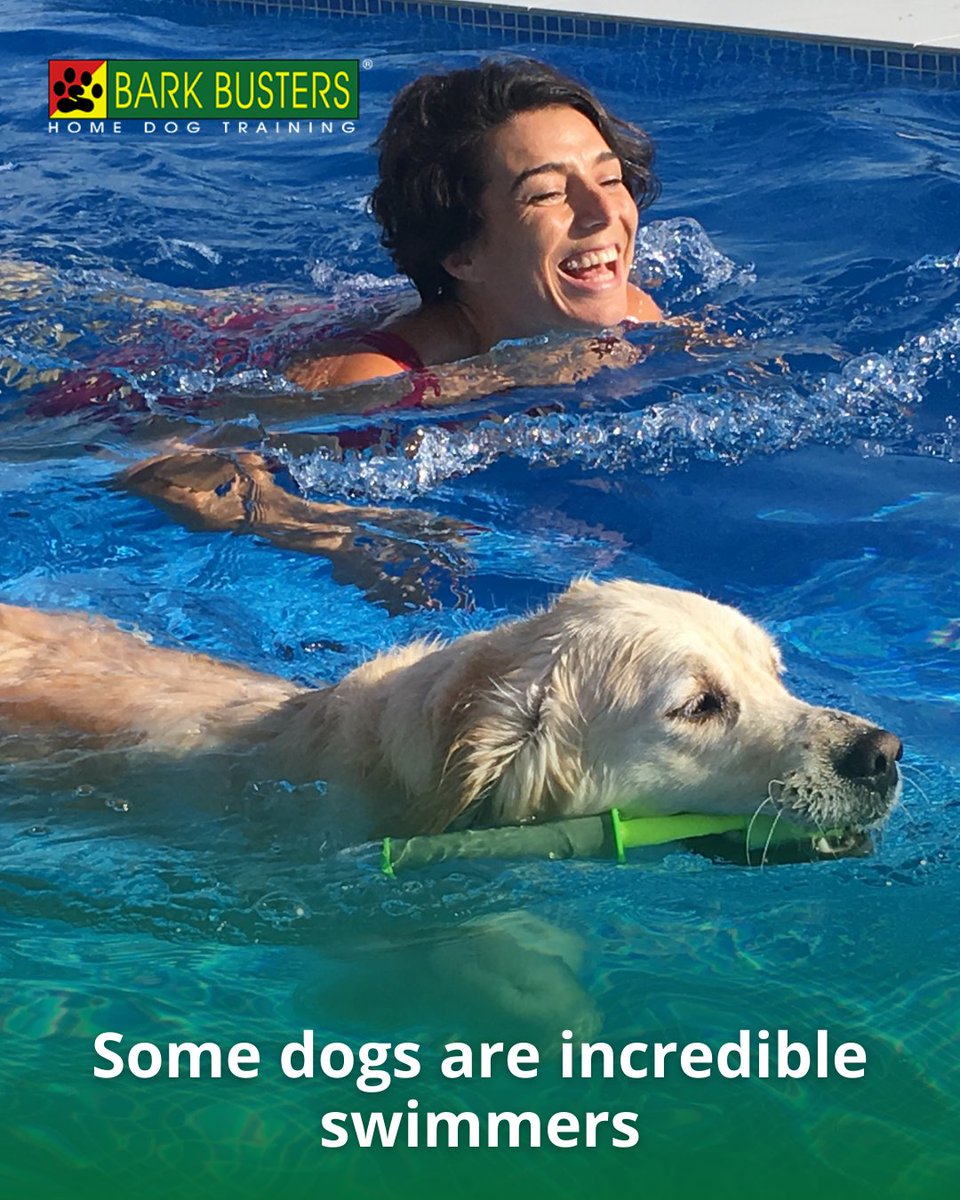 barkbusterla's tweet image. 🐶🎯 Is your dog barking, jumping, or not listening? We’ll help you create calm, respectful behavior right where it matters most—your home. 🏡🐾 barkbusters.com/dog-training/g… #DogTrainingSuccess #BetterBehavior