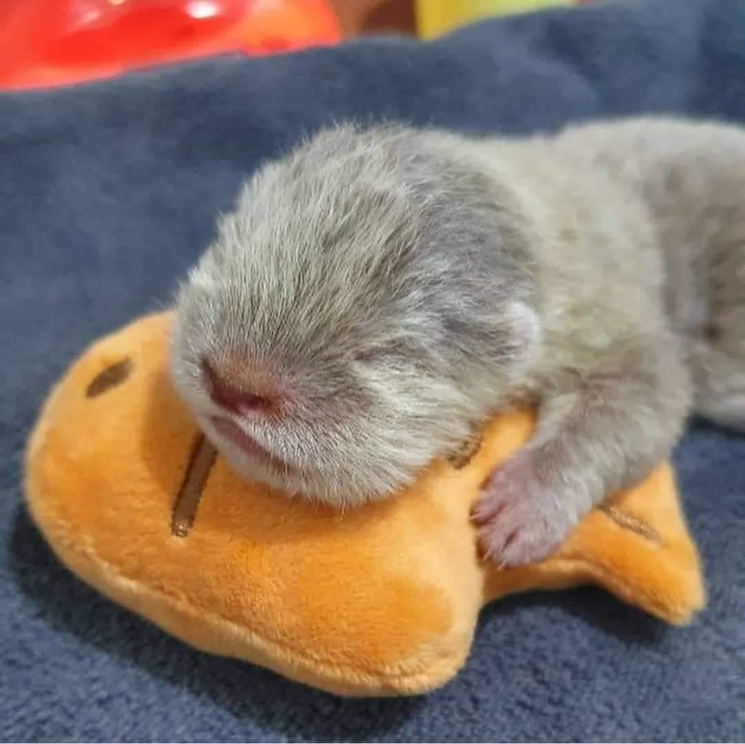 Please take a moment to appreciate this very, very small water sausage.