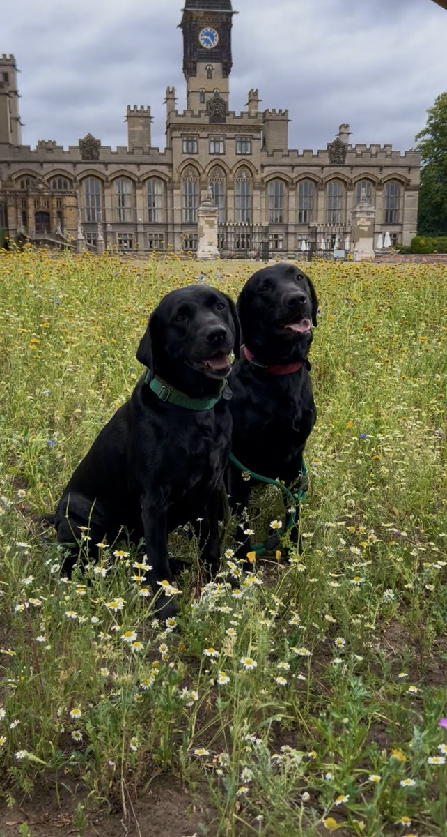 CarltonTowers's tweet image. Happy Birthday Ronnie! 🐶🌼

#carltontowers #dogsofinstagram #birthdayfun