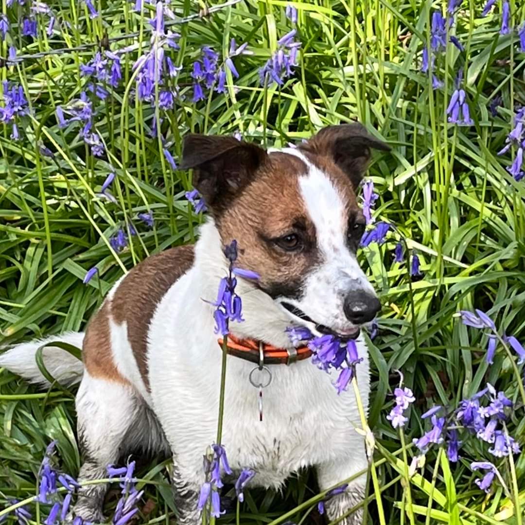 MissingPetsGB tweet picture
