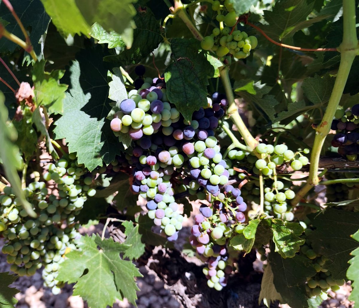 Viña Xétar Contigo (@vxcontigo) on Twitter photo 🚜 Nuestra cooperativa de #VillarrubiadelosOjos prepara la nueva imagen 🤩 de sus emblemáticos vinos “𝗢𝗷𝗼𝘀 𝗱𝗲𝗹 𝗚𝘂𝗮𝗱𝗶𝗮𝗻𝗮” para los embotellados de la próxima cosecha, mientras el 𝗲𝗻𝘃𝗲𝗿𝗼 🍇avanza en nuestras vides 🚜 Nuestra cooperativa de #VillarrubiadelosOjos prepara la nueva imagen 🤩 de sus emblemáticos vinos “𝗢𝗷𝗼𝘀 𝗱𝗲𝗹 𝗚𝘂𝗮𝗱𝗶𝗮𝗻𝗮” para los embotellados de la próxima cosecha, mientras el 𝗲𝗻𝘃𝗲𝗿𝗼 🍇avanza en nuestras vides