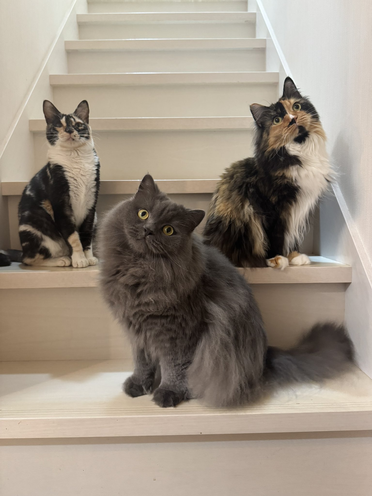 ねこのしっぽ様♡ありがとうございます♡ 猫博vol.10 しっぽが毛糸のブックマーク（大・小） - Papermessaage