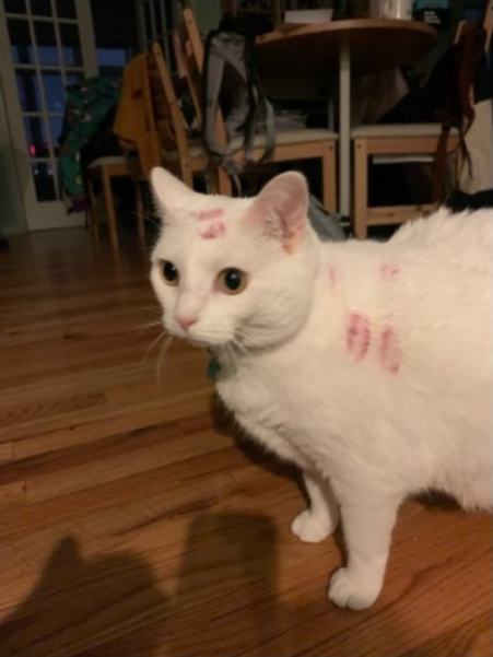LostMemeArchive's tweet image. Came Home Drunk and Got Way Too Excited to See My Cat (2023)
