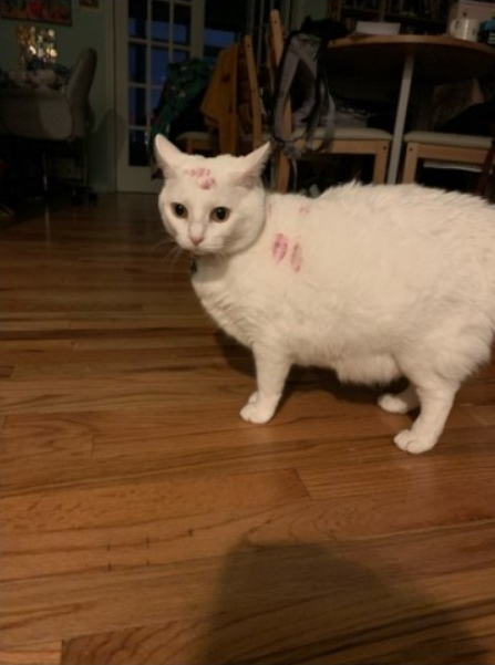 LostMemeArchive's tweet image. Came Home Drunk and Got Way Too Excited to See My Cat (2023)