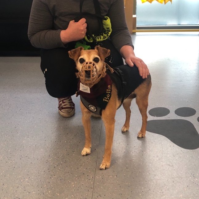 DogsTrust_IE's tweet image. We love when our past residents come in to visit! Does anyone remember Bella?
She was one of our Sponsor Dogs a few years ago but is now living her best life with her forever family 💛
She popped by to say hello ahead of her 11th birthday 🥳
#AdoptADog