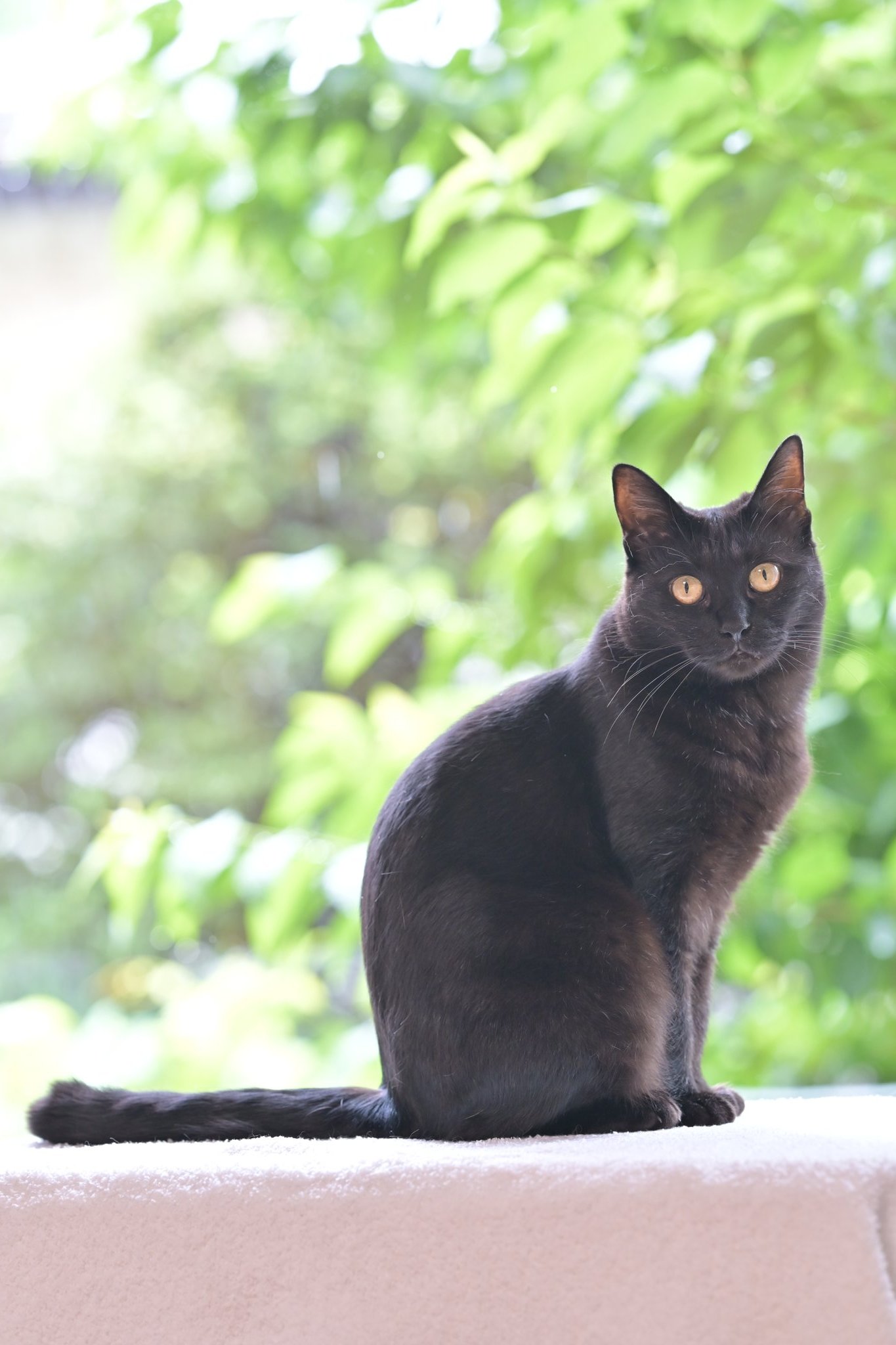 黒猫 黒猫同盟🐾🐈‍⬛🐾 on X: 