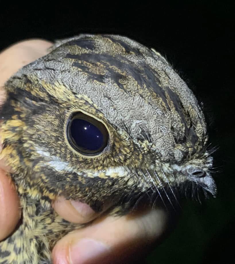 RingersWm's tweet image. Brilliant night in Staffordshire recording for a future radio programme 🎙️ Celebrating 15 years of our Nightjar project with @ForestryEngland 🌙 Great to showcase our thermal monitoring, plus we caught a young Nightjar, confirming successful breeding! 🐣#thermalbirding