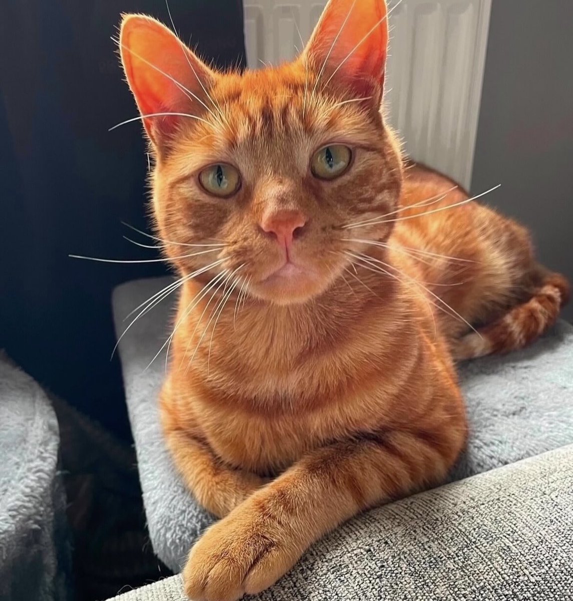 Susan Calman (@susancalman) on Twitter photo Susan's #CatOfTheDay is Edward.
Thank you <a href="/FurFamilyCats/">©️Mischief & Mayhem! Hannah’s fur family 🥰</a> for sharing this pic! Susan's #CatOfTheDay is Edward.
Thank you <a href="/FurFamilyCats/">©️Mischief & Mayhem! Hannah’s fur family 🥰</a> for sharing this pic!