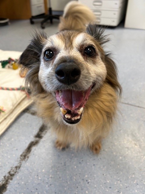 DogsTrust_IE's tweet image. Sutton is a sweet, older gentleman, looking for his retirement home 💛 How could anyone say no to that face? 😍
Find out more about the type of home he's looking for, and apply to adopt him here: dogstrust.ie/rehoming/dogs/…
#AdoptADog #SeniorDog