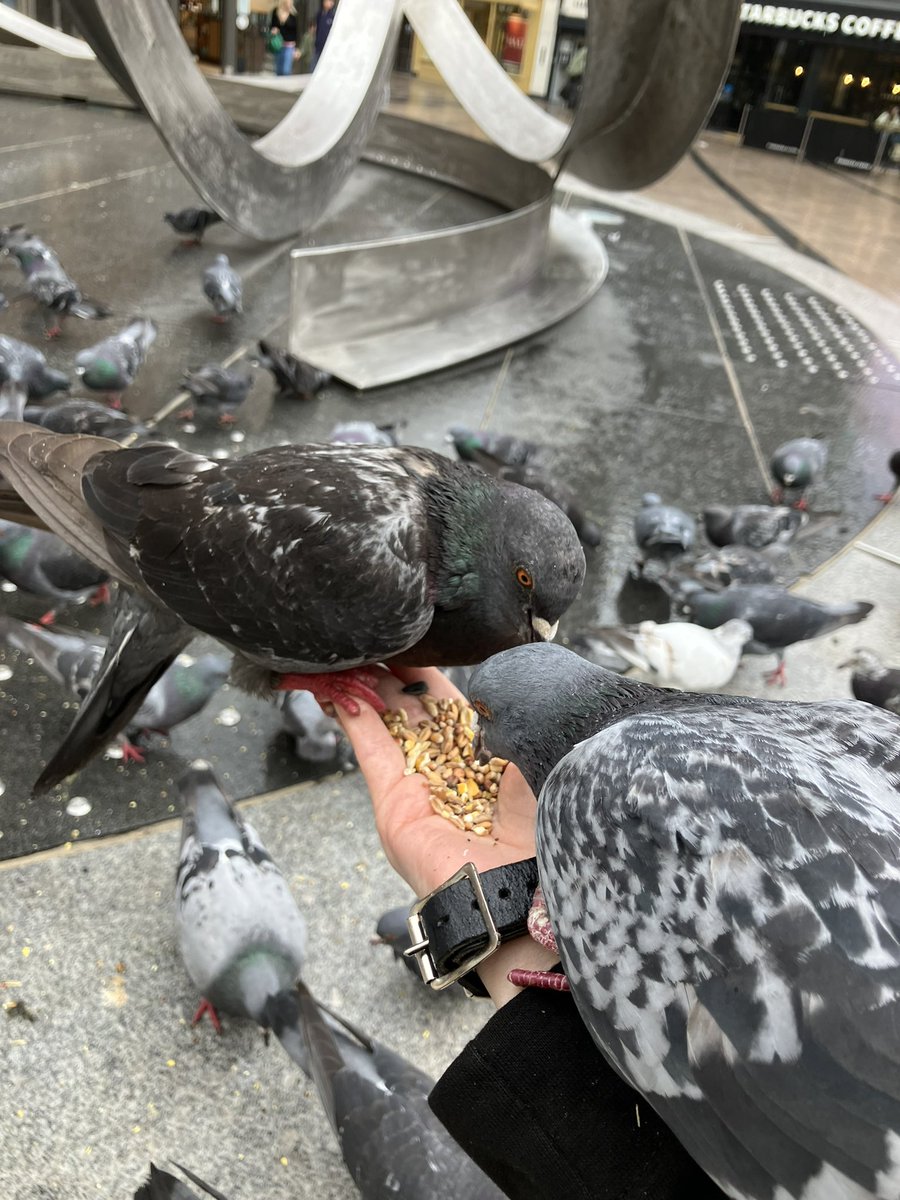 commiecone's tweet image. MAIDIN MHAITH! tá an dea-aimsir
bailithe léi.. feeding these guys anyways