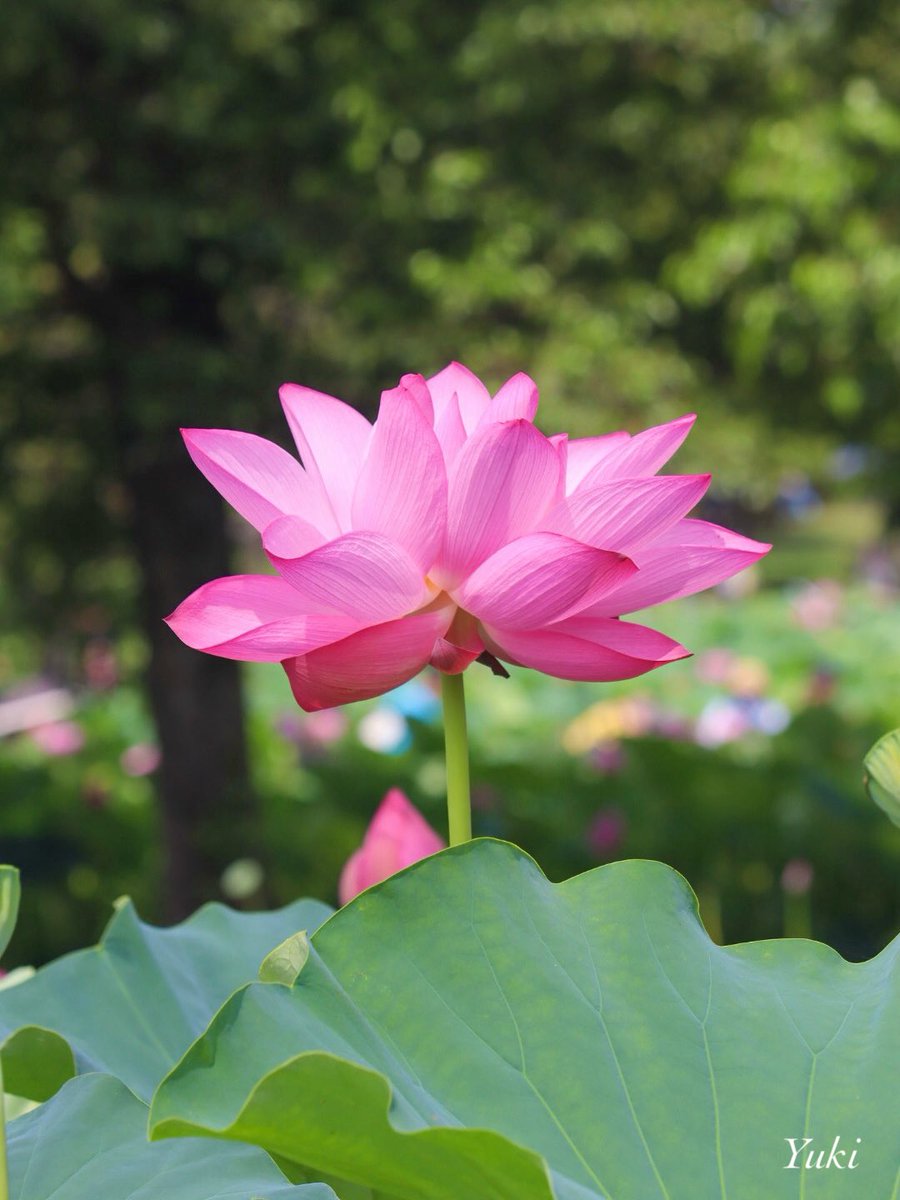 AK52008210's tweet image. こんばんは✨
埼玉県 行田市
古代蓮の里にて
蓮の花💗
2025/07/13
今日も一日お疲れ様でした
𖧷⁺.˖*
#TLを花でいっぱいにしよう