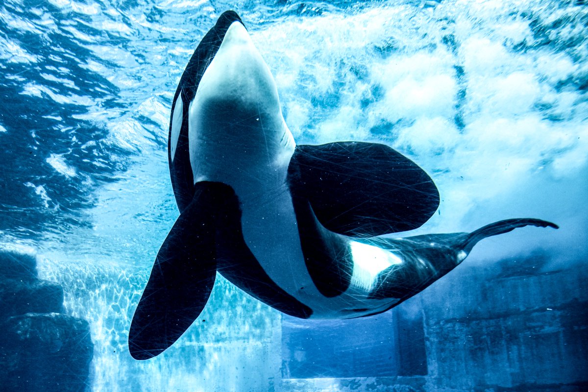 orca_hinata's tweet image. シャチの曲線美。