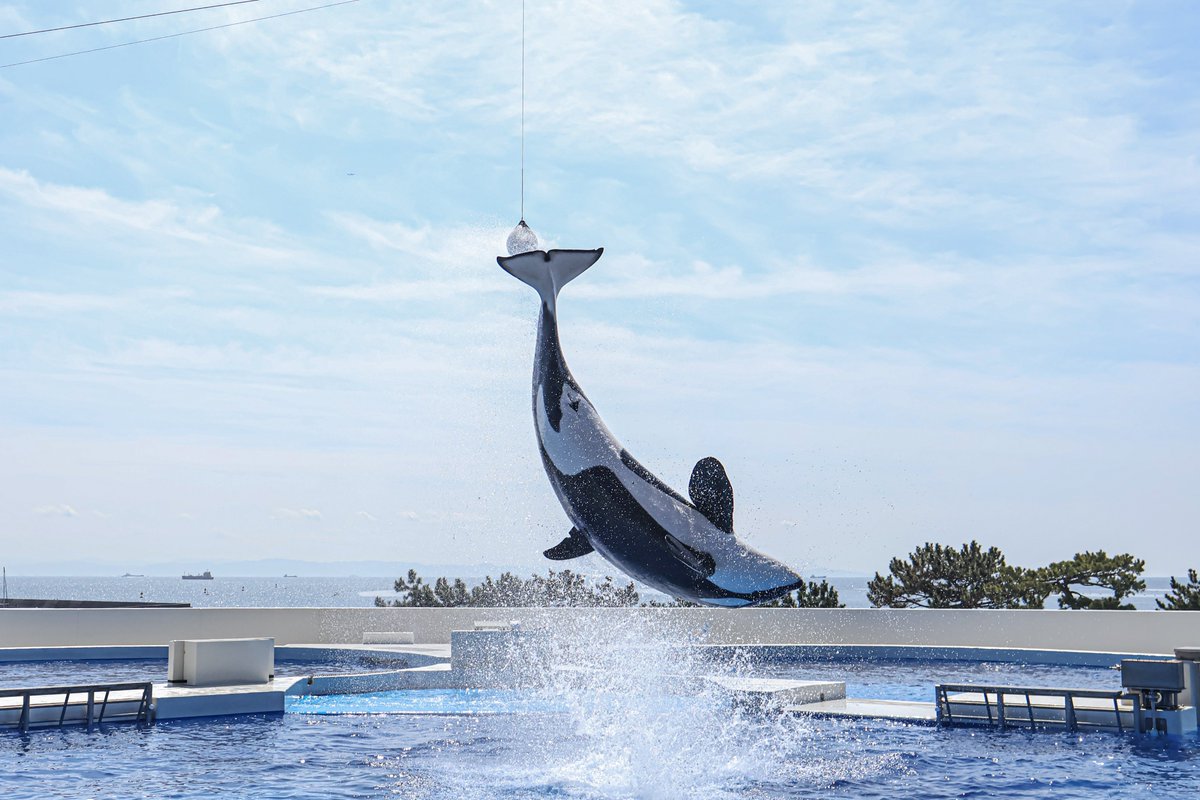 orca_hinata's tweet image. シャチの曲線美。