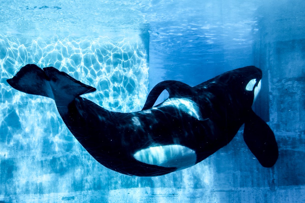 orca_hinata's tweet image. シャチの曲線美。