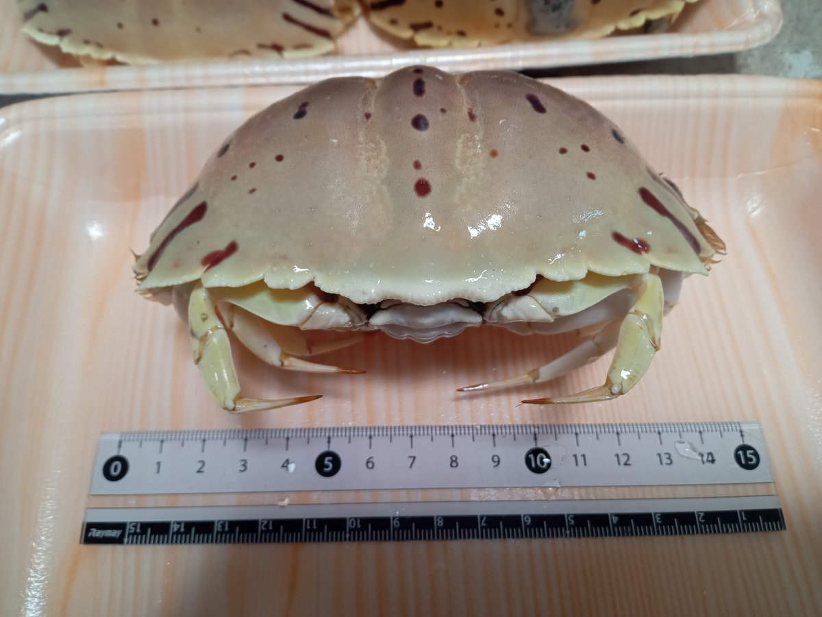 トラフカラッパ！🦀
いつ見ても可愛い人気種。小田原辺りで大量に採れるようにならないかな〜